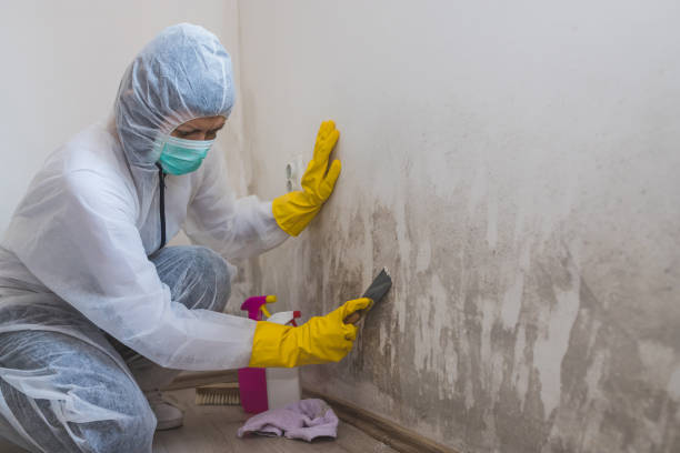 Best Health and Safety Mold Remediation in Cathcart, WA