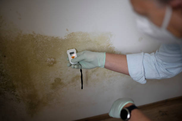 Best Insurance-Related Mold Remediation in Cathcart, WA