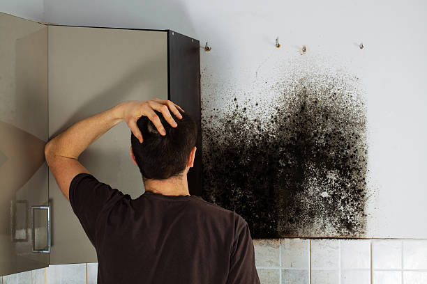 Best DIY Mold Remediation Support Services in Cathcart, WA